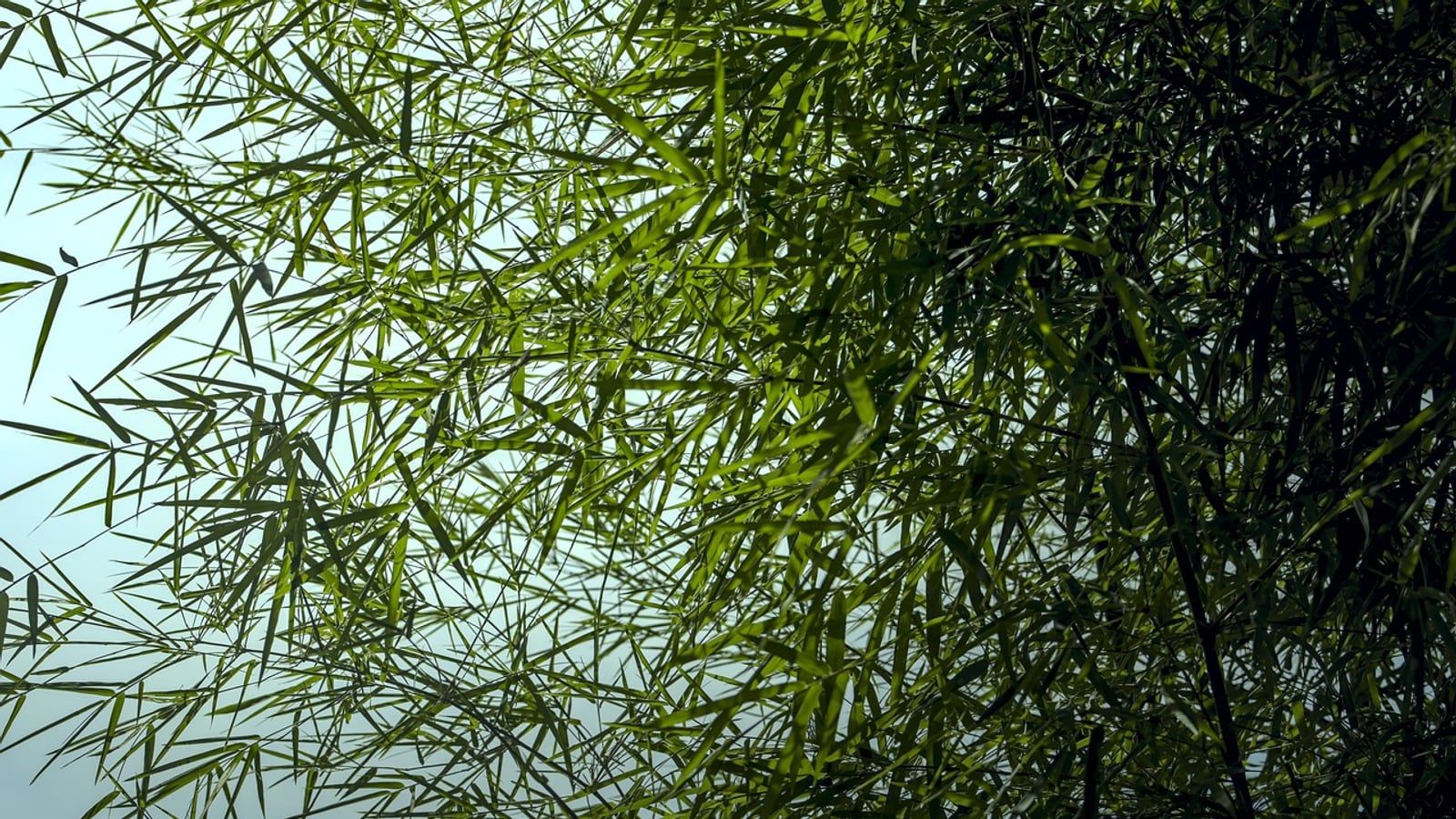 [劇本] 散修小道 第一章 履霜堅冰